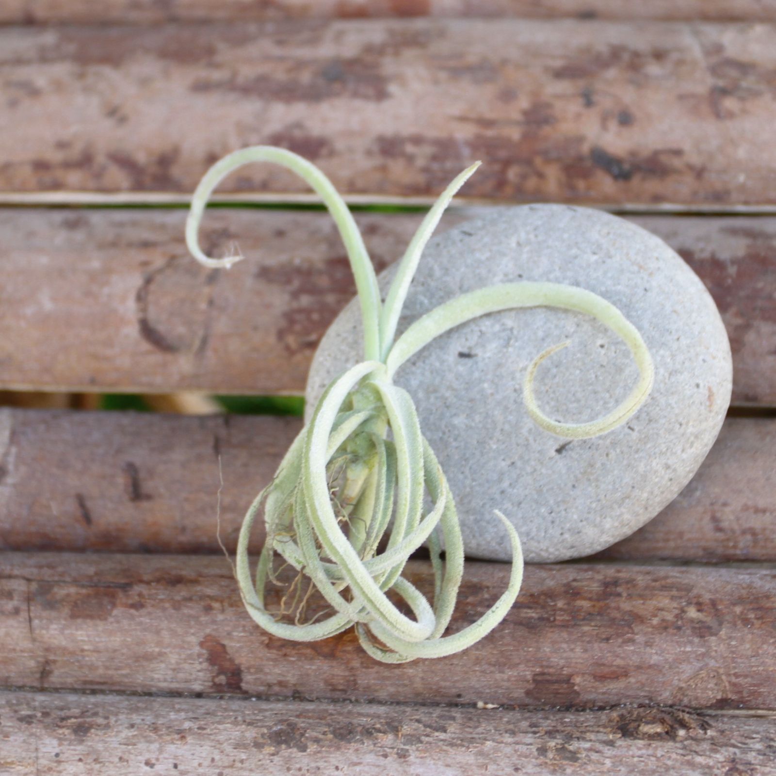 チランジア 【デュラティXS】 エアプランツ エアープランツ - メルカリ