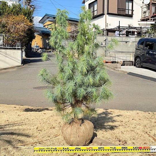 マルチネスピニョンマツ ピニョンマツ