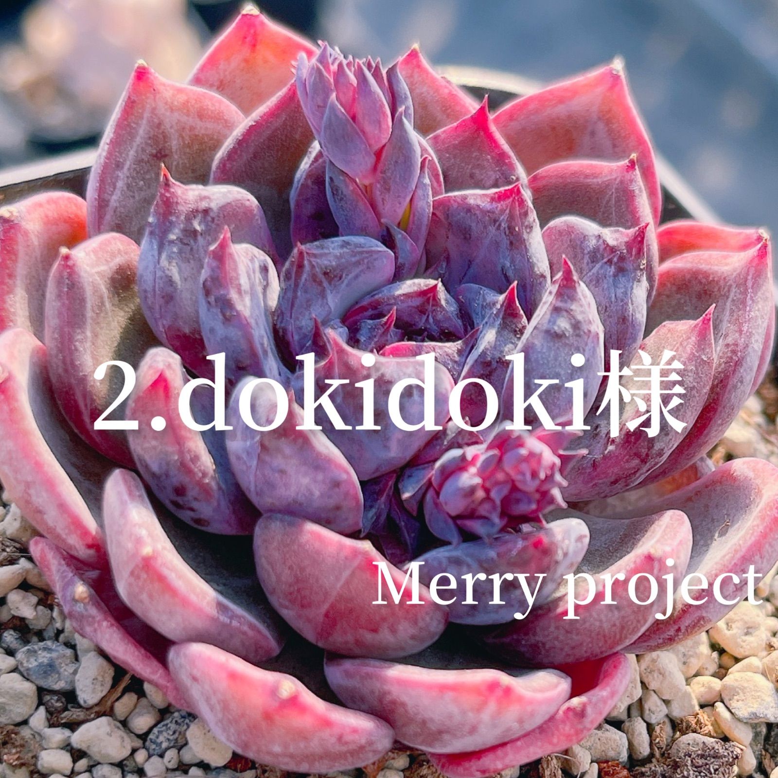 yochikao様 【公式通販】 yochikao様 【公式通販】