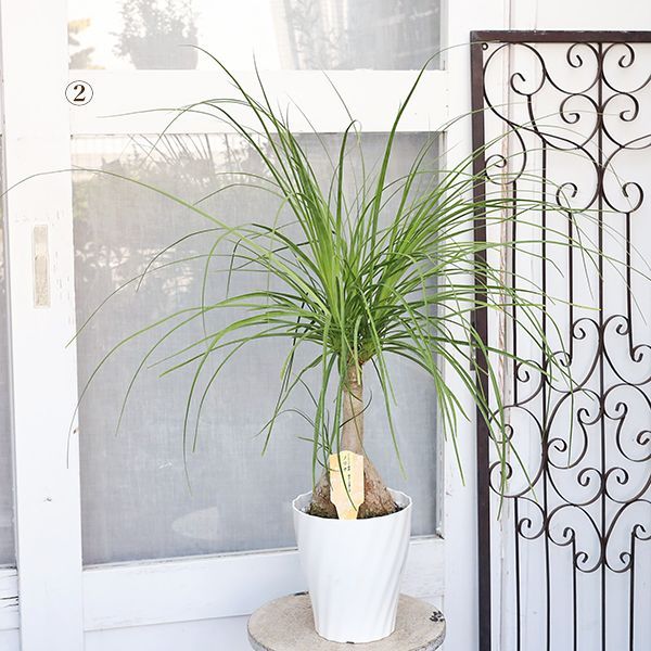 現品販売 お買い得品 観葉植物 ポニーテール トックリラン ノリナ 6号