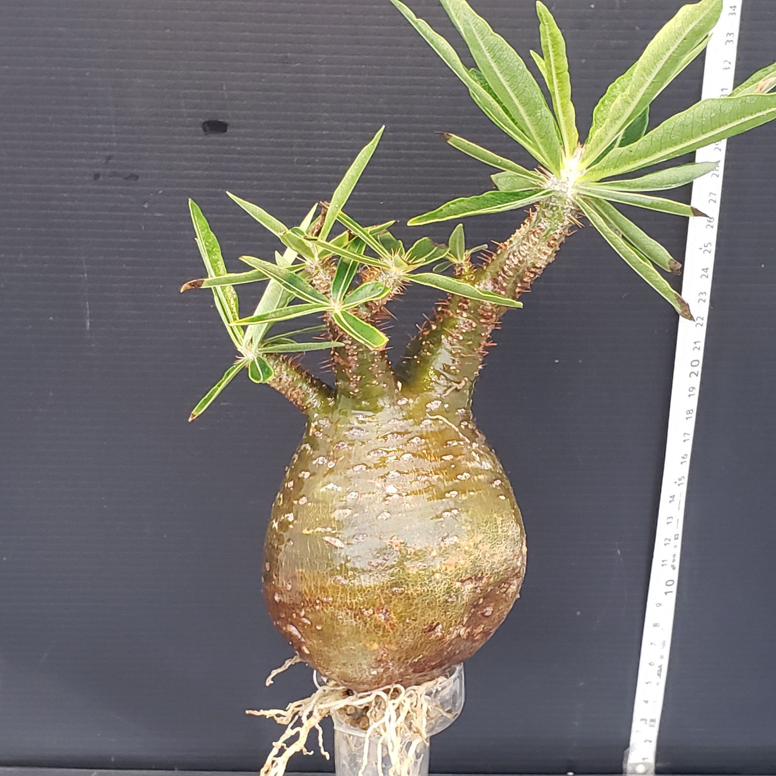 N448【自社養生・発根株】Pachypodium グラキリス（MS）（現地球