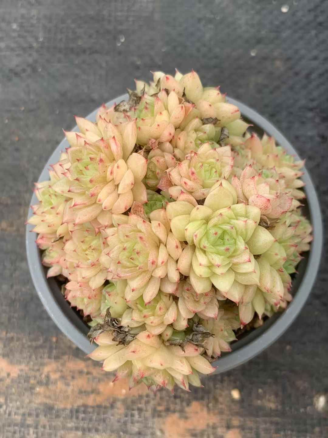 35株の抜き苗セット スノーマルガン 多肉植物 佐川急便発送 エケベリア 韓国苗 LX39