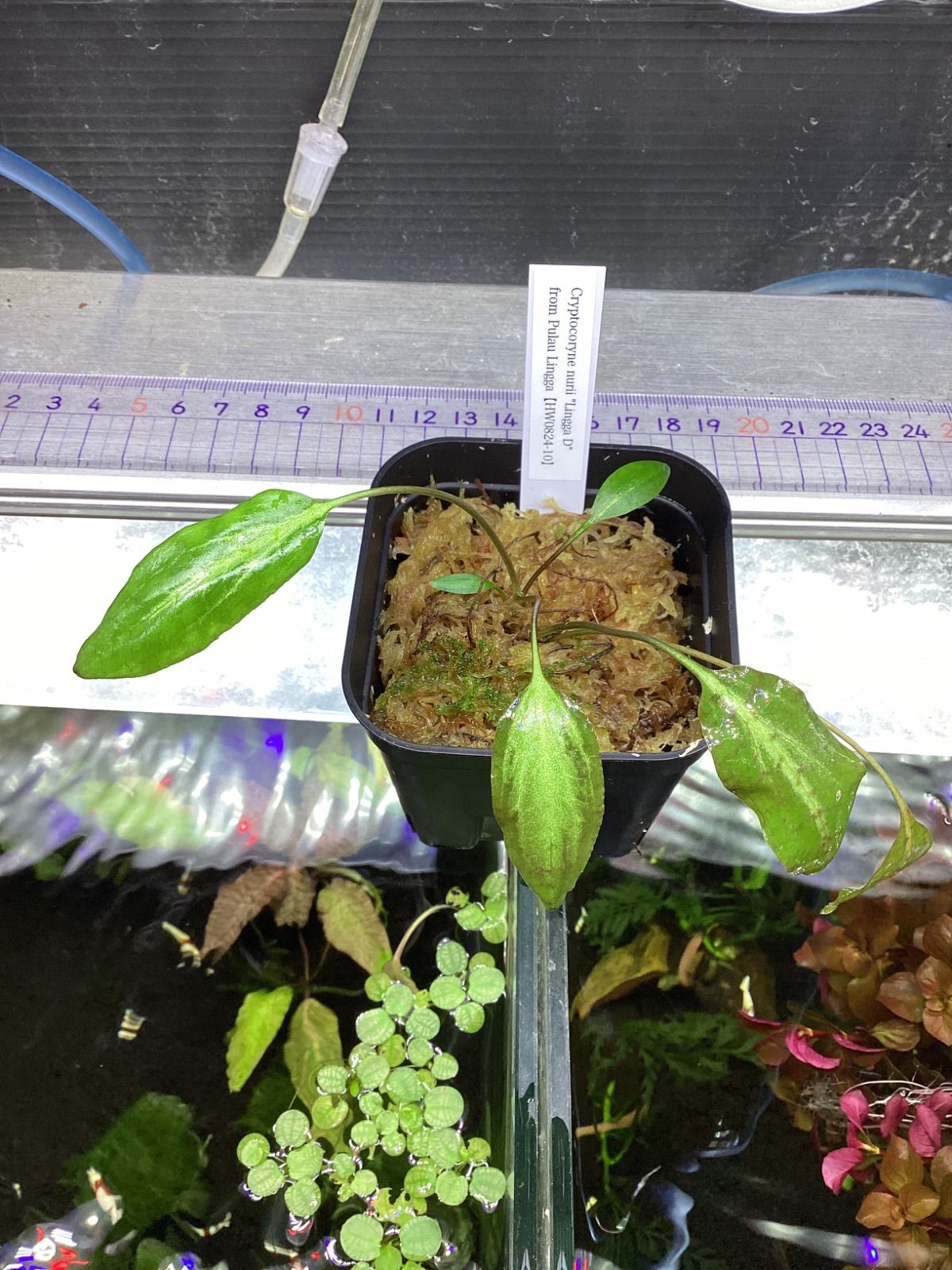 墨合 古文字 オファー 中国 工美術文房具 書道具 漢詩「赤壁賦