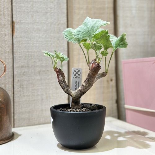 観葉植物 ペラルゴニウム クラシコウレ ミラビレ 2.5号黒鉢(現品