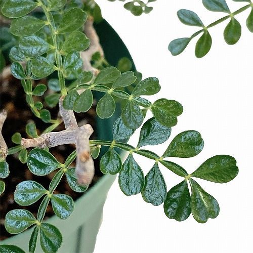 オペルクリカリア パキプス根差し コーデックス 塊根植物 塊根植物 オペルクリカリア パキプス(接ぎ木) 5号 個体A 現品