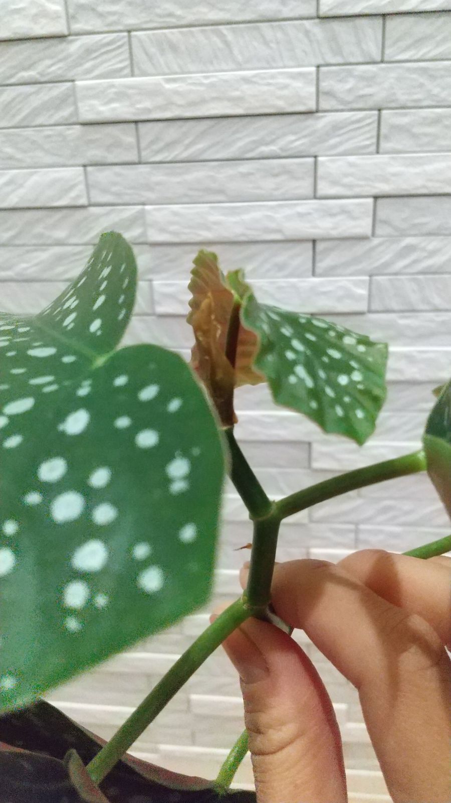 ベゴニア マクラータ 発根済苗 - メルカリ