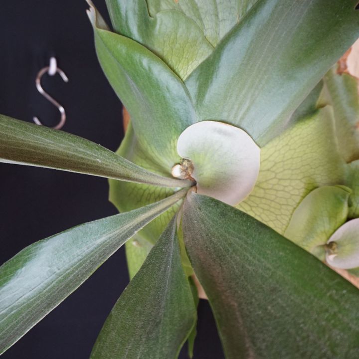 ★ Oceanbeaw★ビカクシダ5点 楽天市場】サベージギア スイムベイト 3D オクトパス 185g SAVAGE GEAR