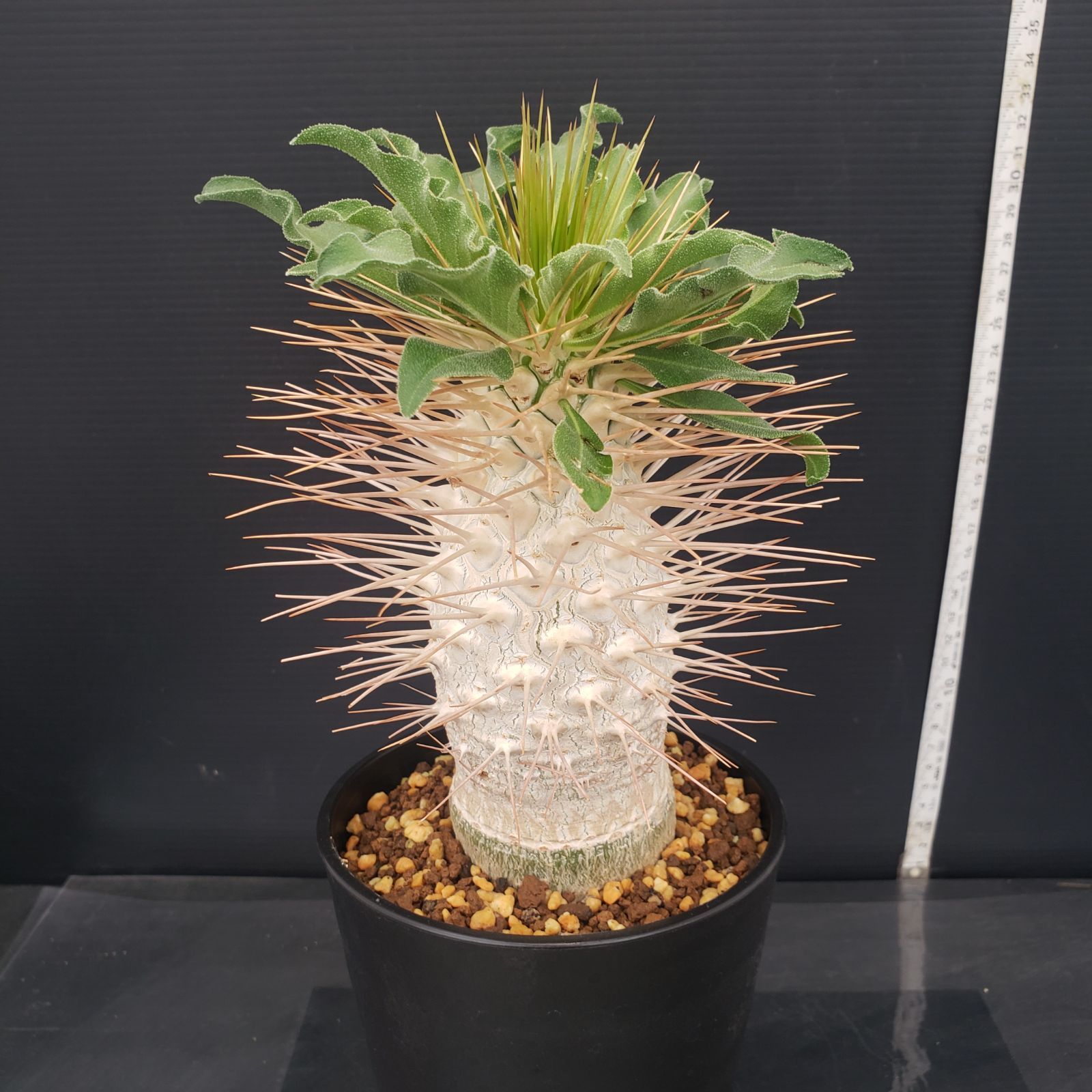 【実生・自根／管理良好】パキポディウム　ナマクアナム　ODDROOTS管理株 Pachypodium namaquanum【パキポディウム・ナマクアナム・光堂