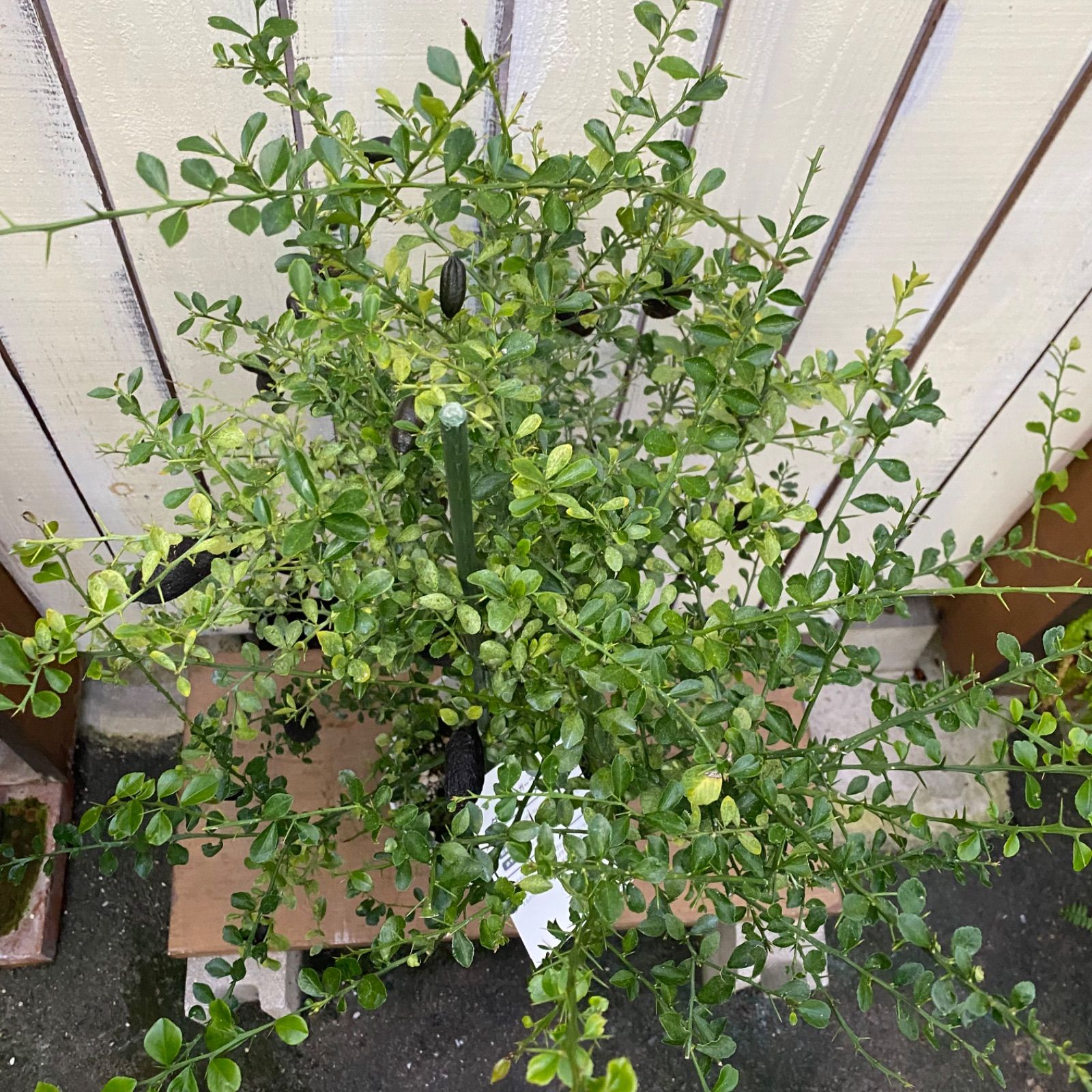 フィンガーライム ダーラムエメラルド 実つき STEELWINDOWSANDDOORS_COM