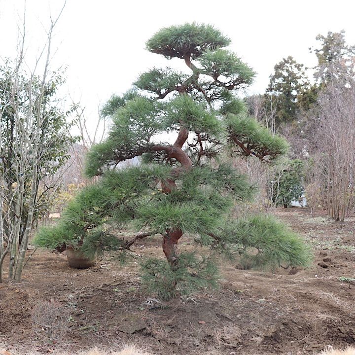 極上】赤松 仕立て物 - メルカリ