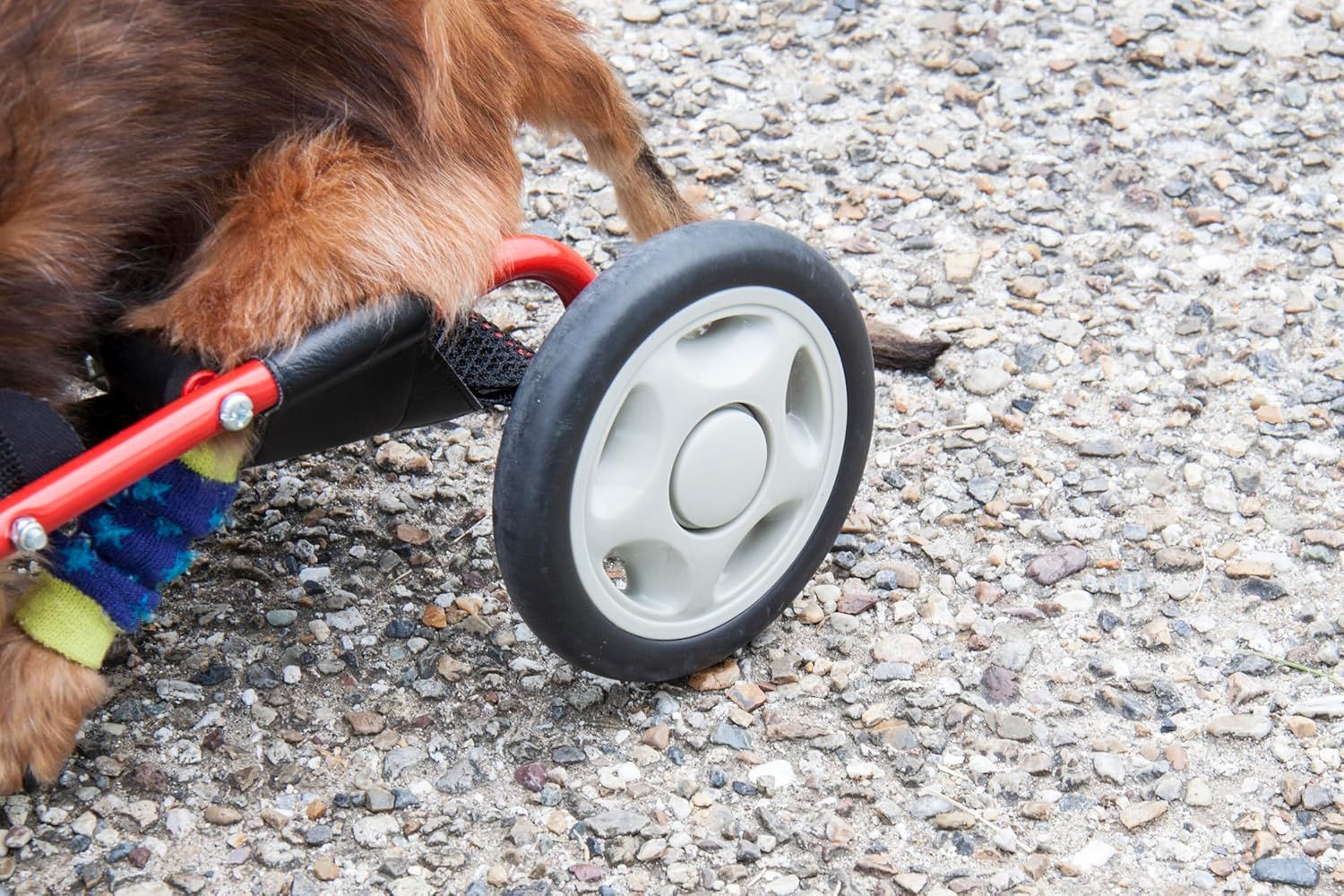 ドッグウォーカー 犬用車椅子 ミニチュアダックスフンド 専用 ドッグ