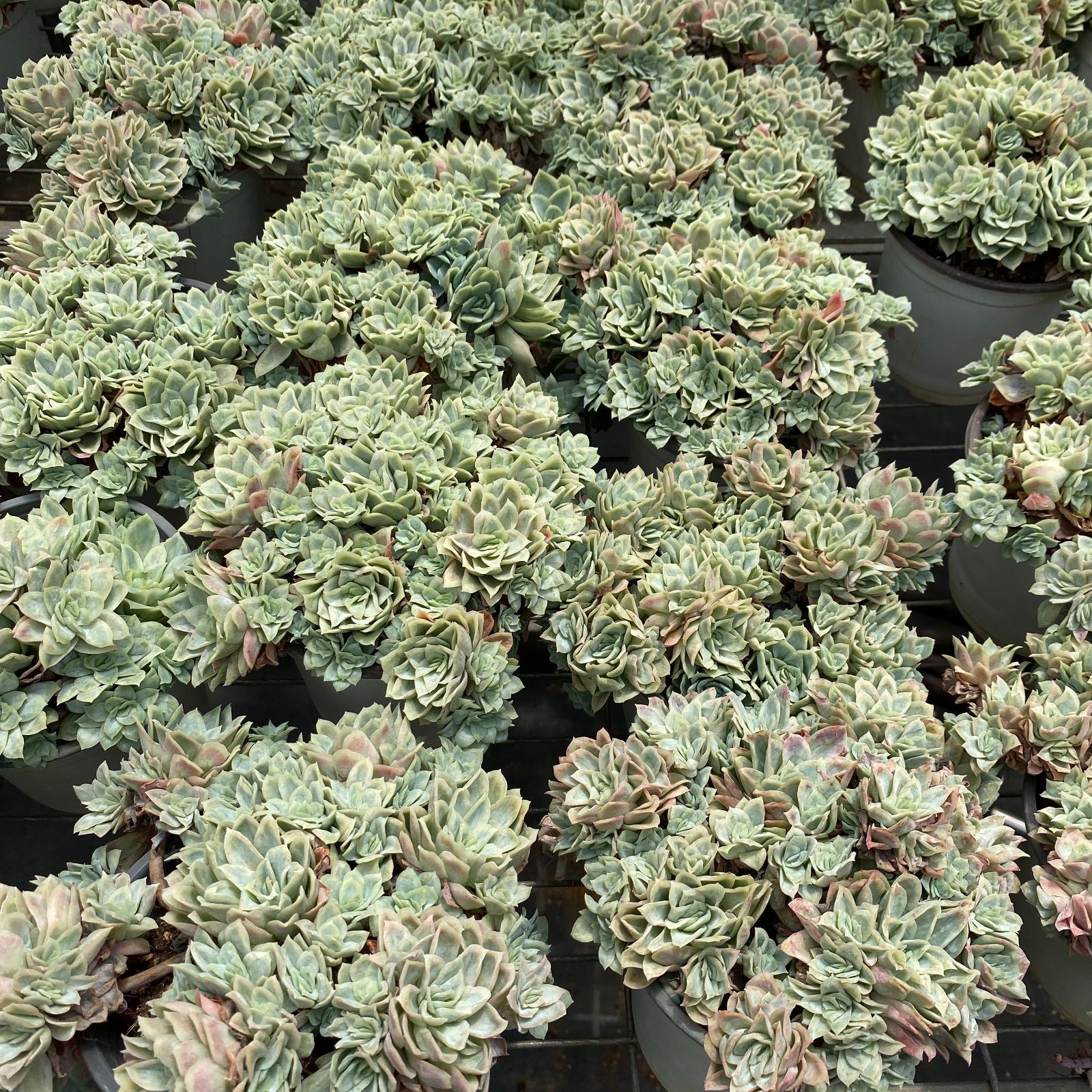 エケベリア 韓国苗