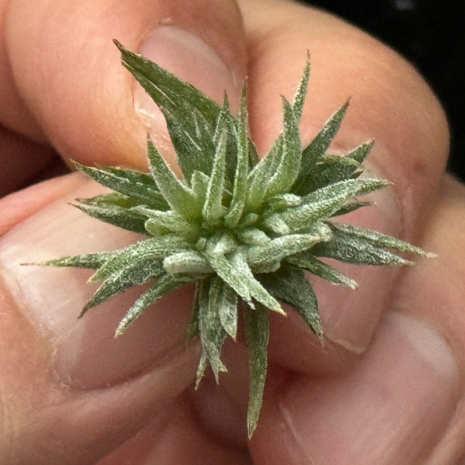 チランジア イオナンタ モンストローズ Tillandsia ionantha Monstrose