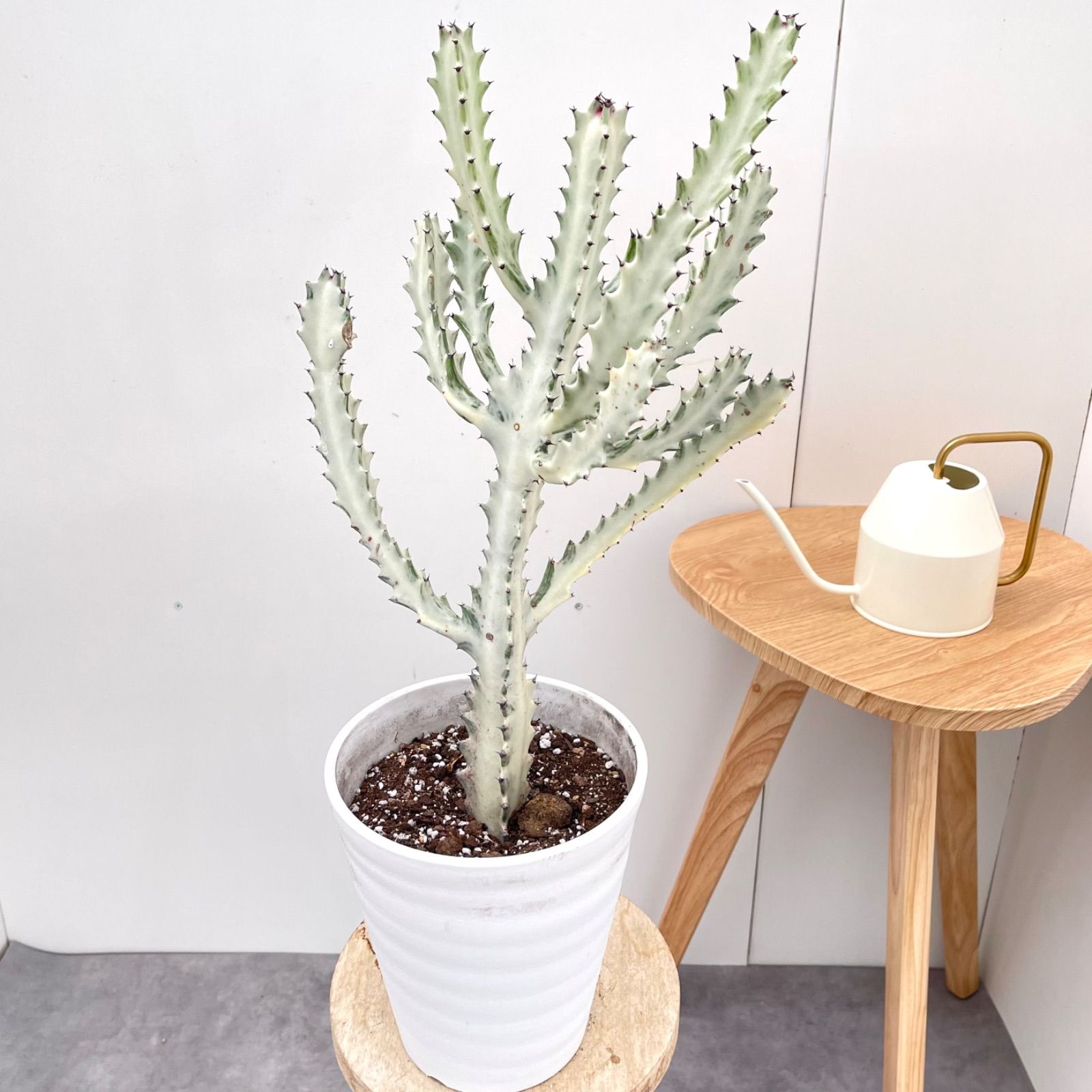 現品 観葉植物