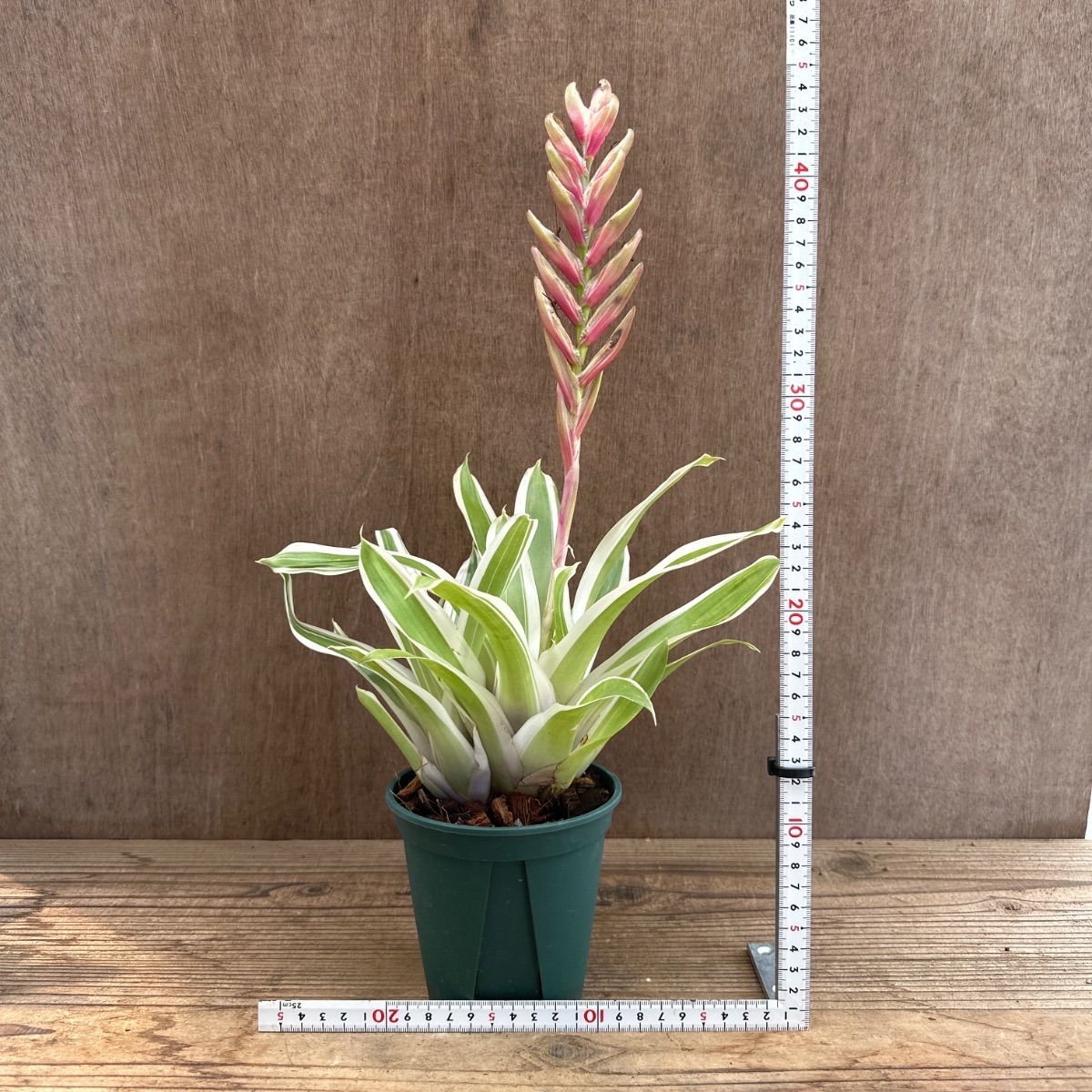 Bromeliaceae パイナップル科 適応放散 植物学 珍奇植物 専門書 Bromeliaceae パイナップル科 適応放散 植物学 珍奇植物 専門書