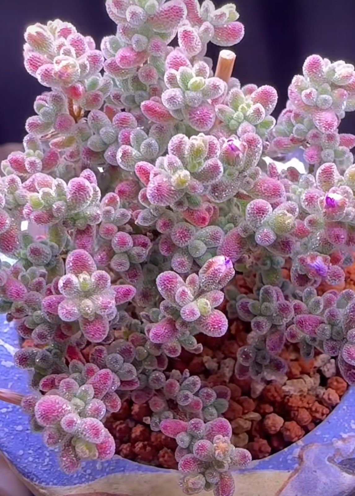 速達便付き　ドロサンテマム　キラキラIce crystal 大株　抜き苗　1株 速達便付き 多肉植物 ドロサンテマム キラキラIce crystal 大株 抜き苗