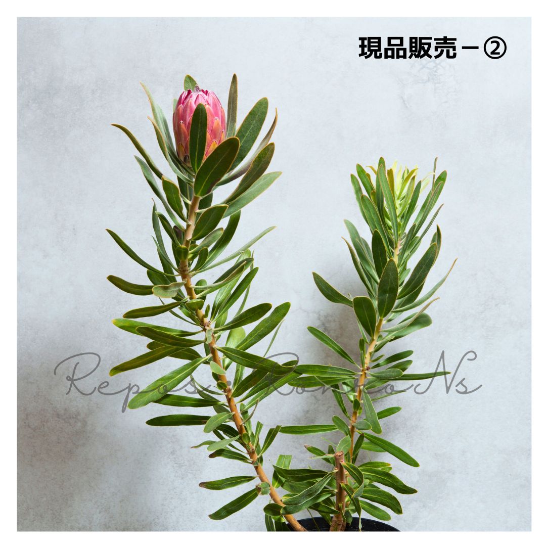 6号 プロテア苗