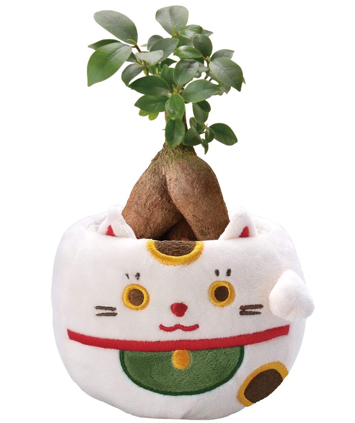 ガジュマルの木 観葉植物 ガジュマル ミニ 本物 鉢植え 花のギフト社 プレゼント ギフト 招き猫