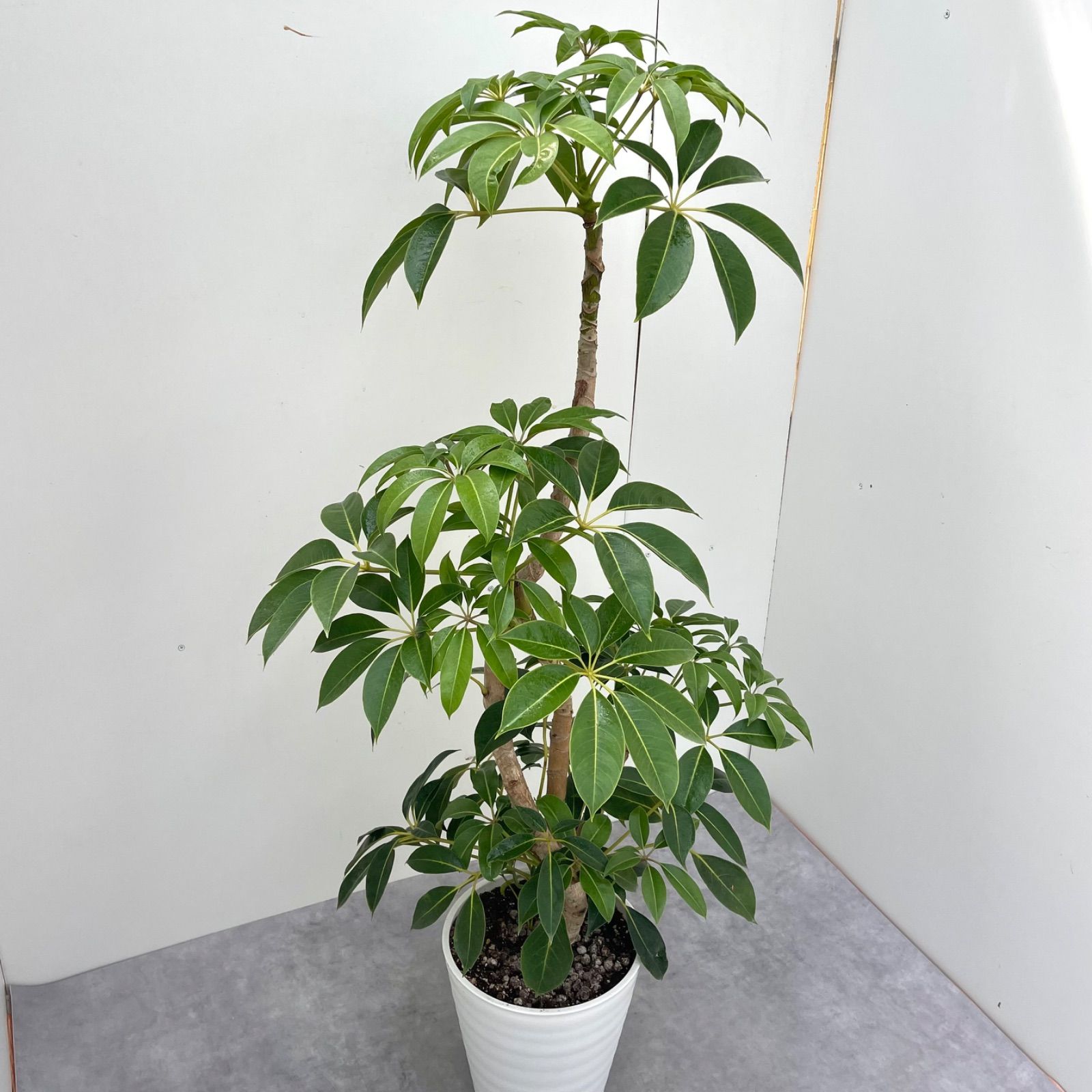 ツピタンサス シェフレラ ピュックレリ 1 現品 観葉植物 室内 大型