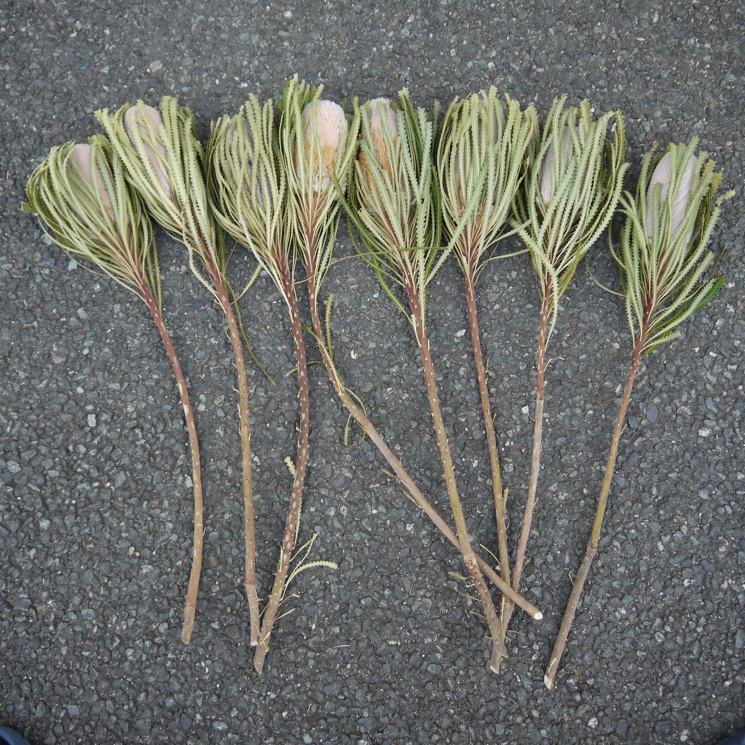 ⭐️バンクシア・フーケリアーナ⭐️ 60cm 8本 送料込 ネイティブ  