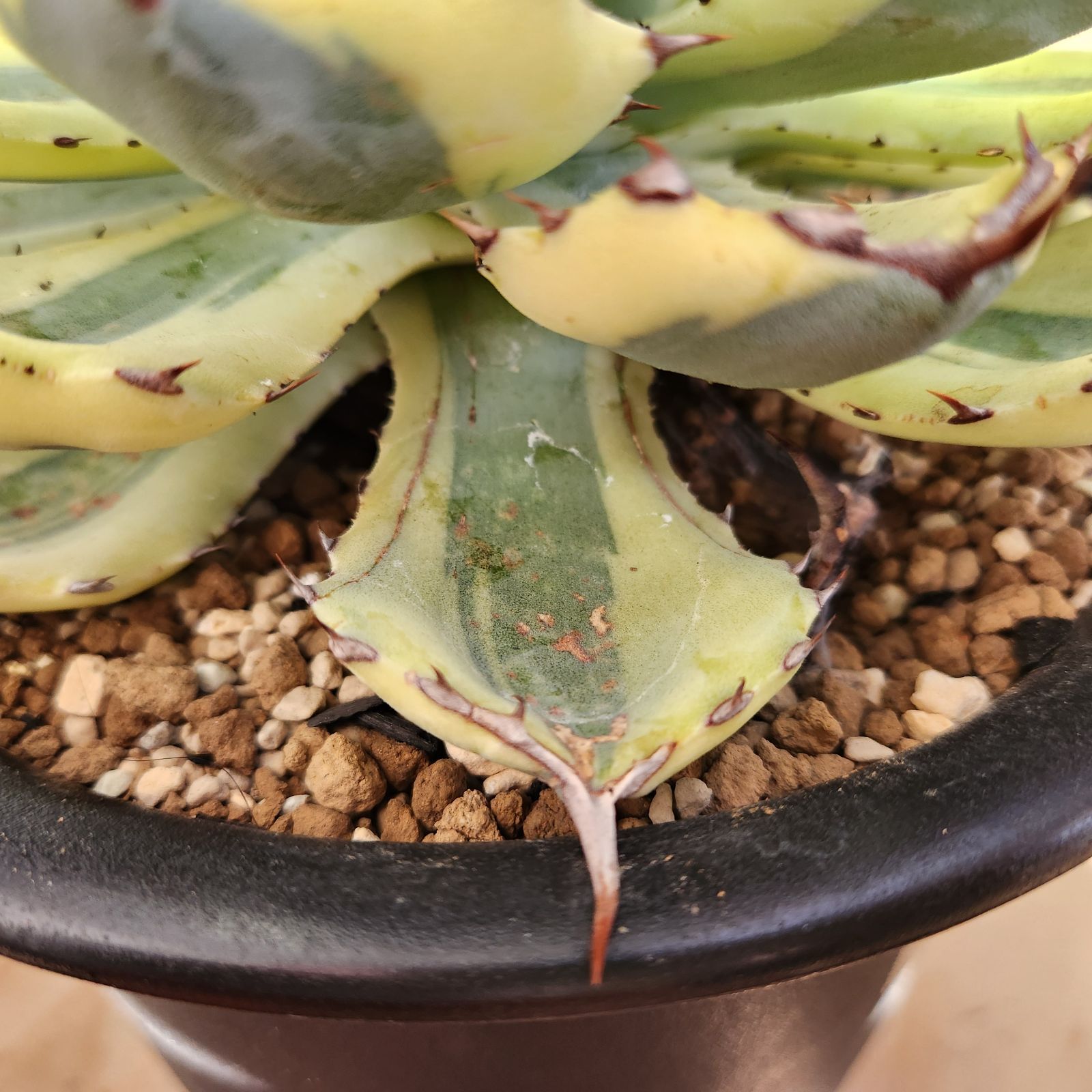 アガベ　スーパークラウン　6号鉢植え　匿名速達発送 アガベ スーパークラウン 6号鉢植え 匿名速達発送