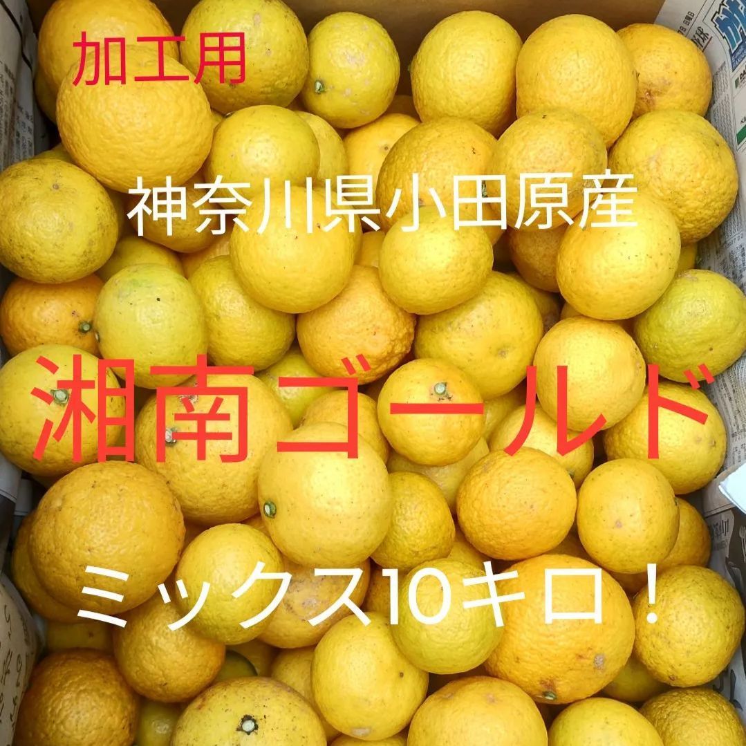 makiページ　徳之島産新じゃがいも20キロ② 新じゃがいも 送料無料 20kg S以下サイズ混合 小さめ新じゃが