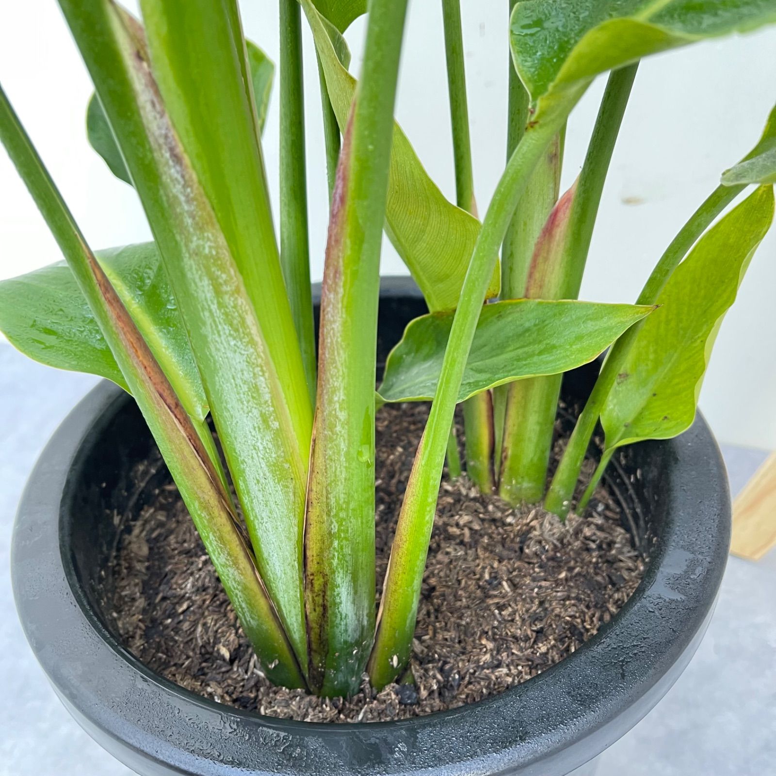 ストレチア オーガスタ 2【現品】観葉植物 室内 大型 楽天市場 ストレチア オーガスタ 2【現品】観葉植物 室内 大型 楽天市場