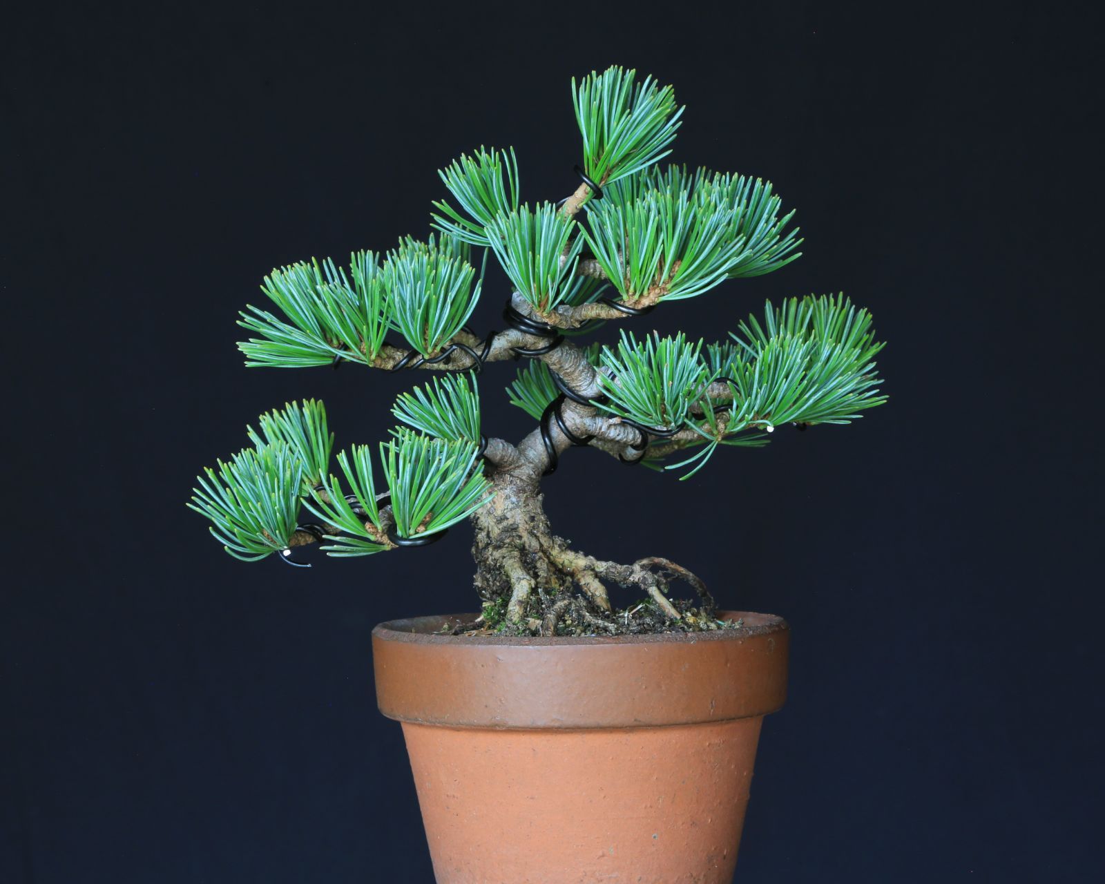 吾妻五葉松 松国宝 ショウコクホウ ミニ盆栽 小品盆栽 泰寿園 Online 現品 接ぎ木 松 盆栽 五葉松 松柏 室内 鑑賞 趣味 卓上盆栽 盆栽鉢 グリーン 和 ギフト プレゼント 誕生日 母の日 父の日 敬老の日 お祝い 記念日 2