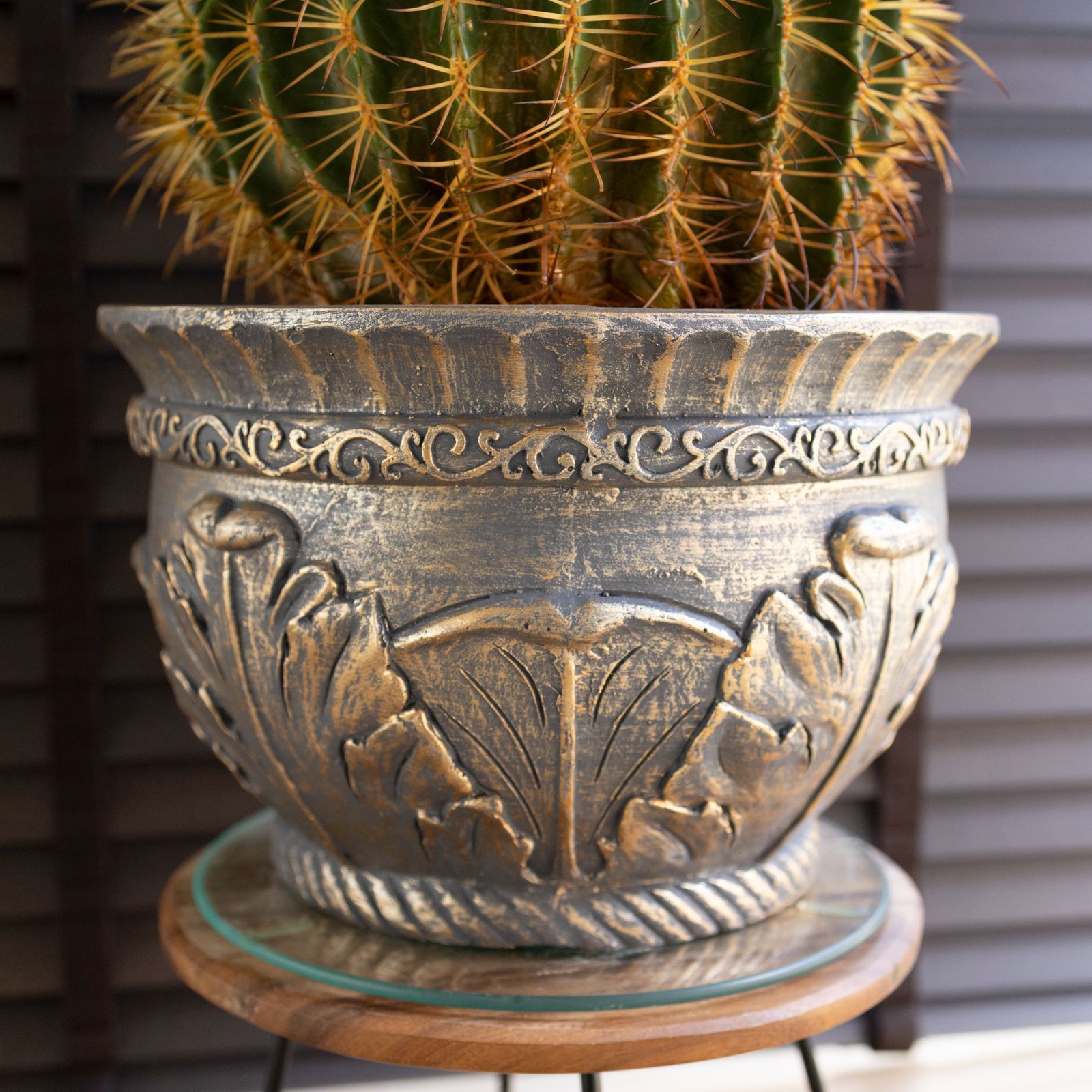 群生株 金鯱 サボテン 12号 グラスファイバーポット キンシャチ 金