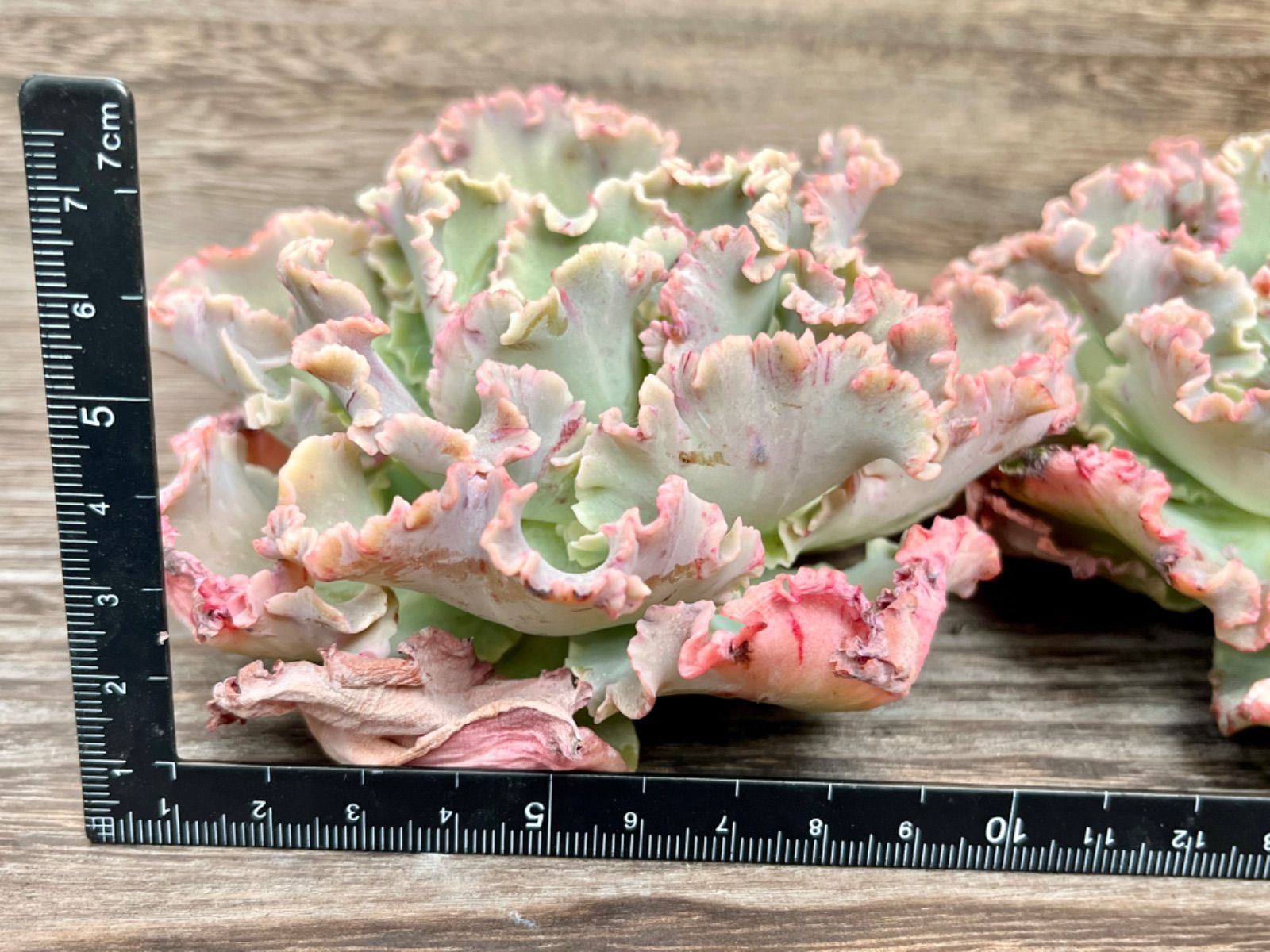 専用 マリーアントワネット 多肉植物 【公式通販】