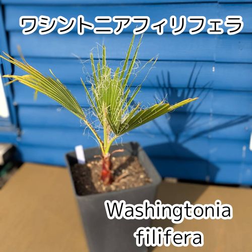 ワシントンヤシ フィリフェラ　Washingtonia filifera 81ziN1ON9GL._UF894,1000_QL80_.jpg