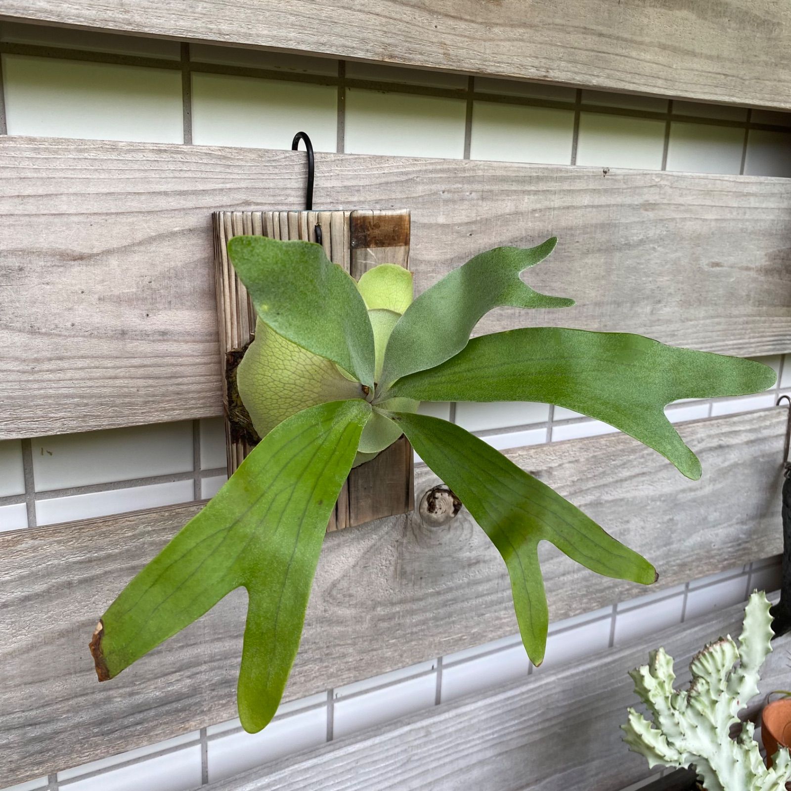 P. willinckii Leviathan(pup) leviathan platycerium willinckii