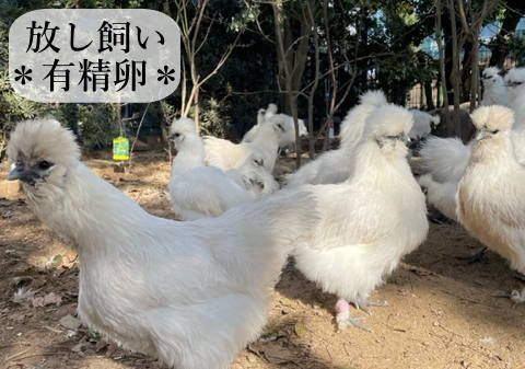 東京烏骨鶏 烏骨鶏 ２５個 有精卵 種卵 放し飼い ふわふわ もこもこ 送料無料 東京烏骨鶏 烏骨鶏 25個 有精卵 種卵 放し飼い 【送料無料