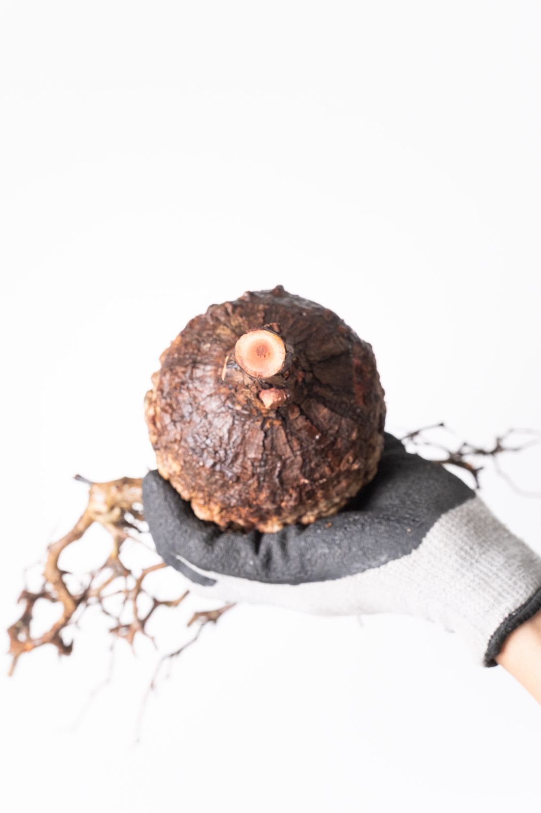 MP240 オペルクリカリア パキプス コーデックス ベアルート株 - メルカリ