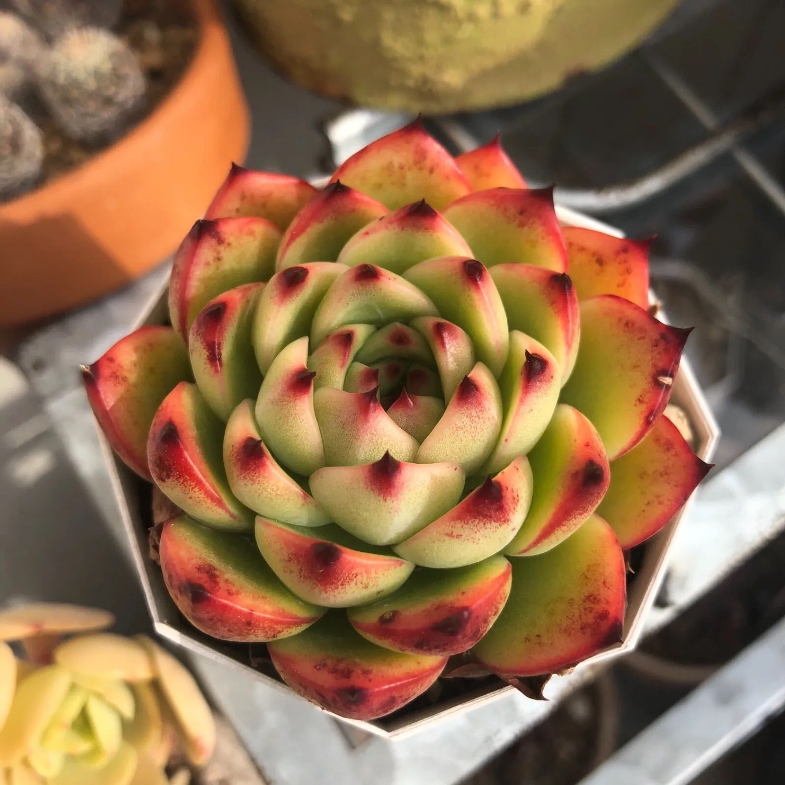 多肉植物 ムーンストーン♡リコちゃん専用 - 植物/観葉植物