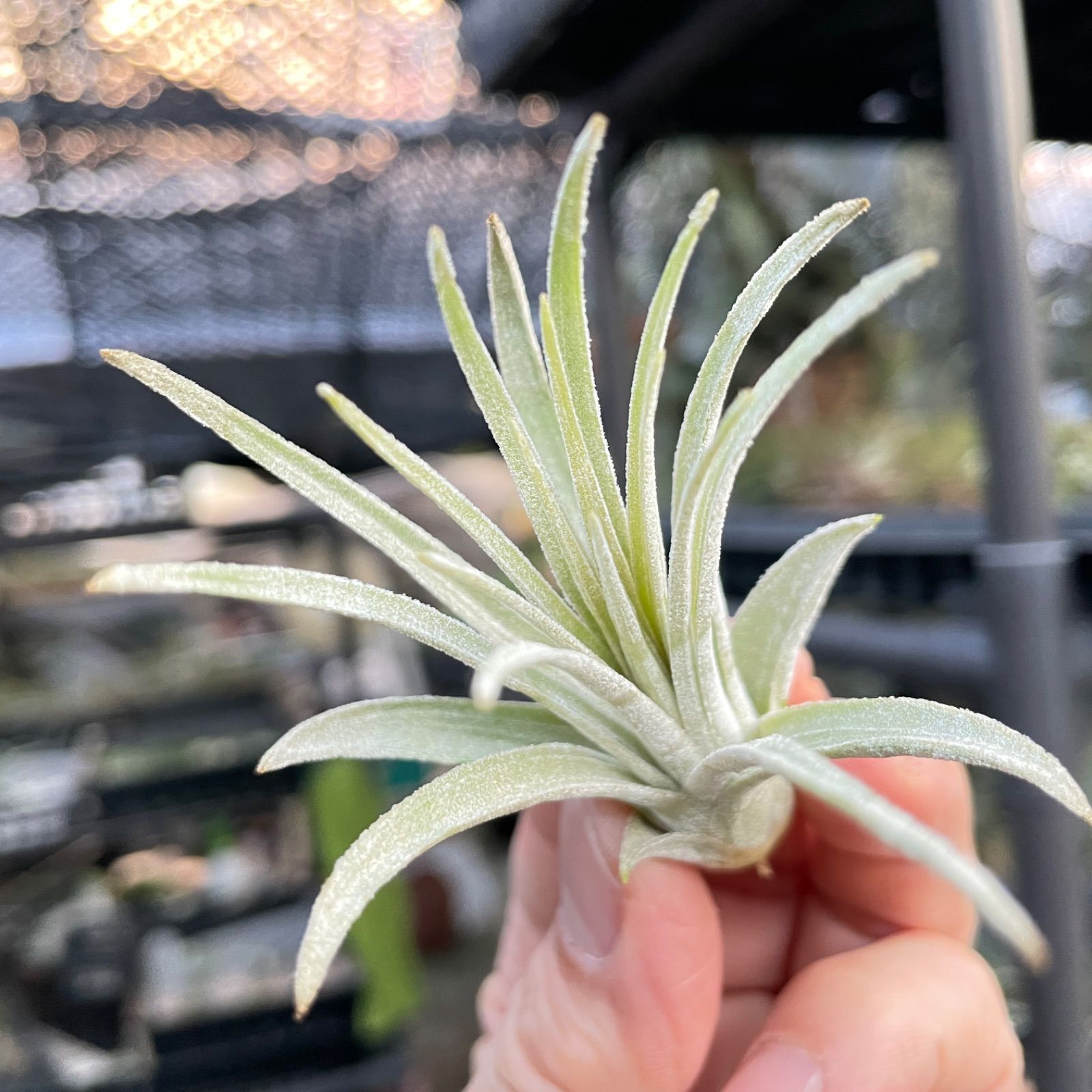 Tillandsia mauryana チランジア モーリアナ - 観葉植物