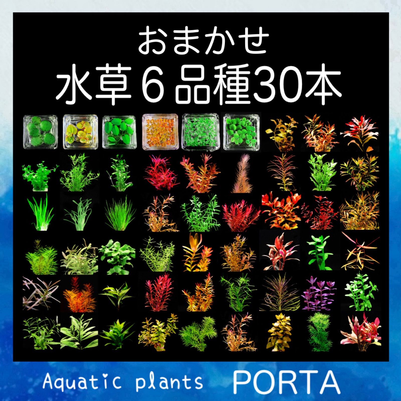 水草セット おまかせ6品種30本程度 前景草 中景草 後景草 浮草 アクアリウム ビオトープ ボトルアクア メダカにもオススメ メルカリ