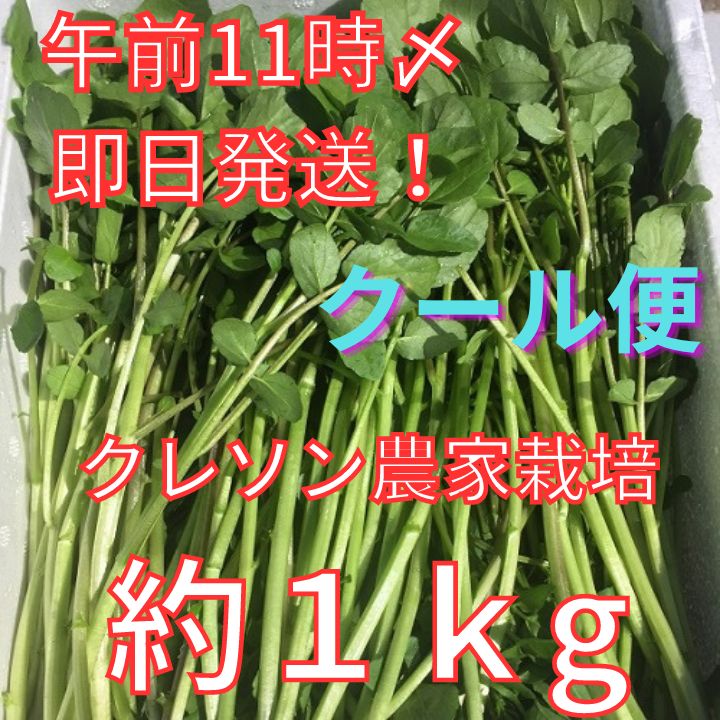 新鮮なクレソン5kg（クール便発送） 農家直送！減農薬クレソン約1kg クール便 即日発送 - メルカリ