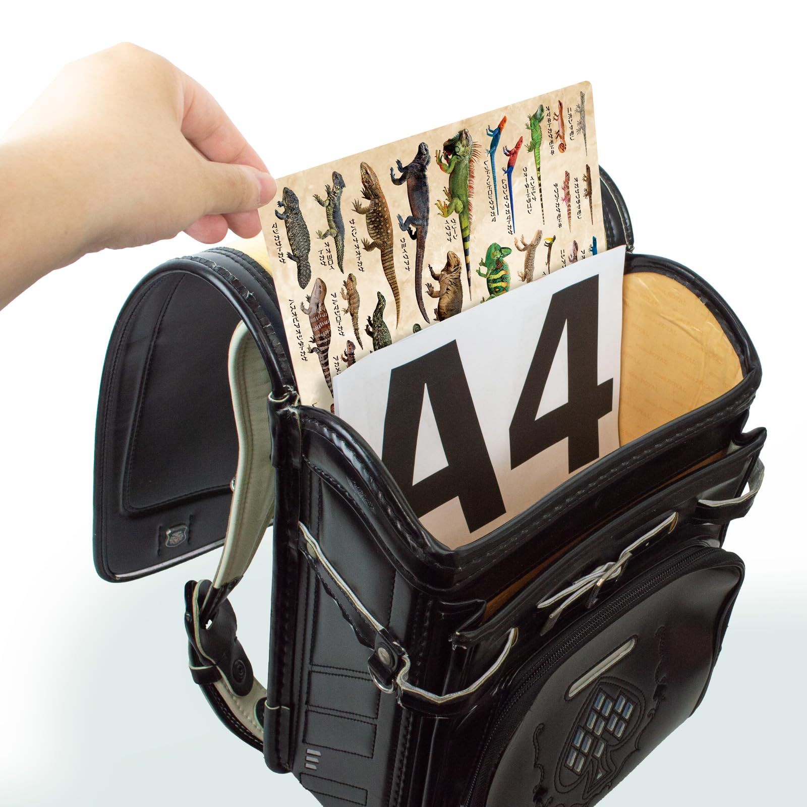  ザ アクセス 下敷き トカゲ 大全 水族館 A 4 下敷き ノート メモ帳