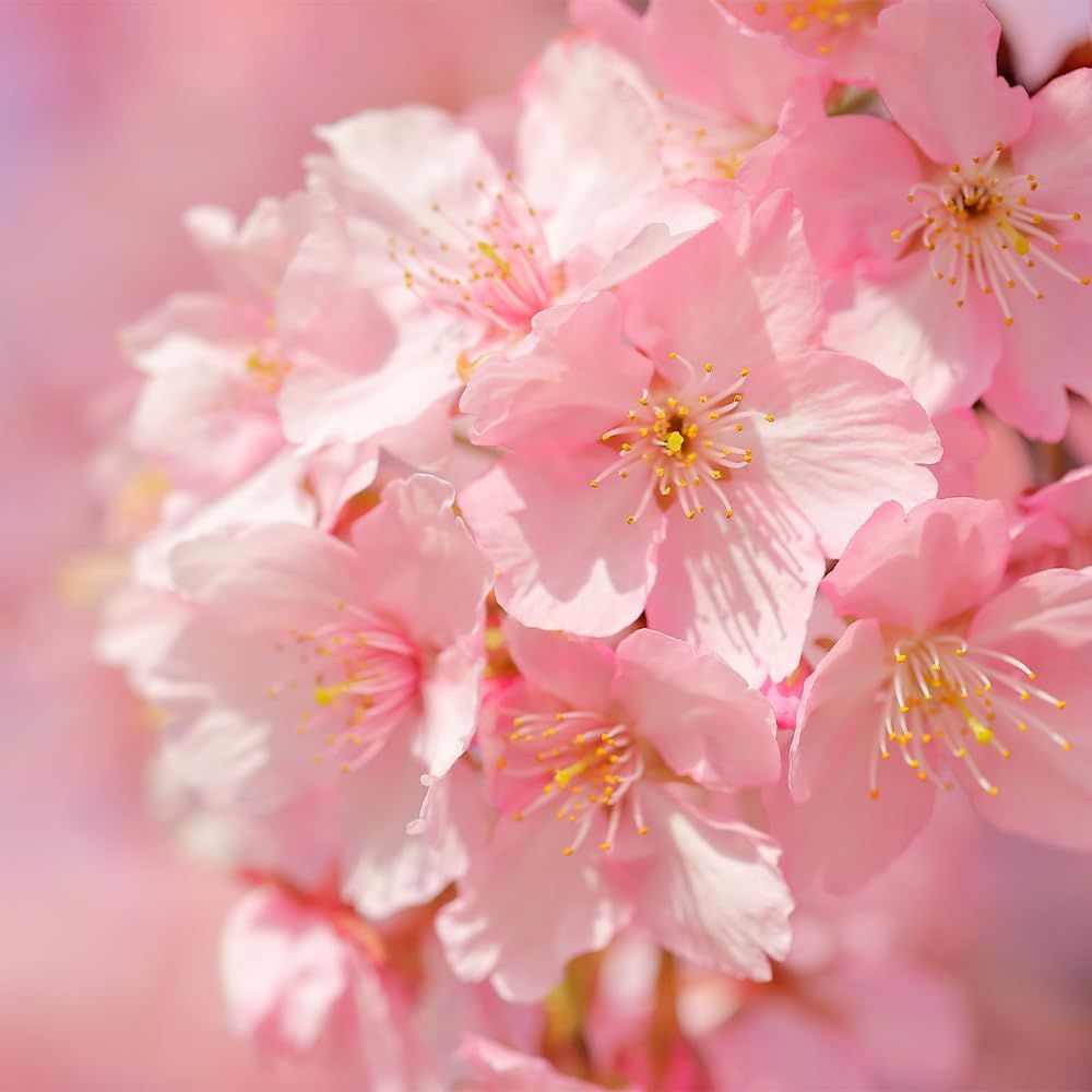 河津桜 カワズザクラ 5号 桜の苗木 1個売り 向け 育てやすい 品種で選べる花木苗 濃いピンク色の大きな花びらが特徴の早咲き桜で 染井吉野 ソメイヨシノ よりも花が大きく 色鮮やかで 直径は3～4cmほどです 一重咲きで花びらは5枚あり
