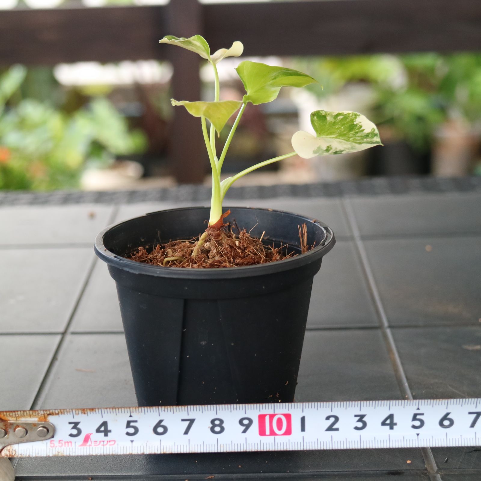 様 5株セットms12selloum Var フィロデンドロン・セローム・斑 5株