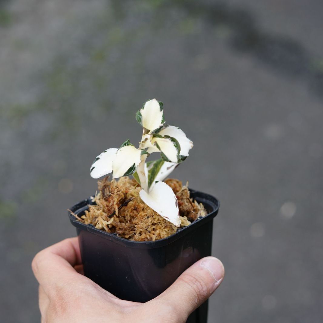 斑入りジュエルオーキッド アネクトキルス Anoectochilus 斑入りジュエルオーキッド アネクトキルス Anoectochilus