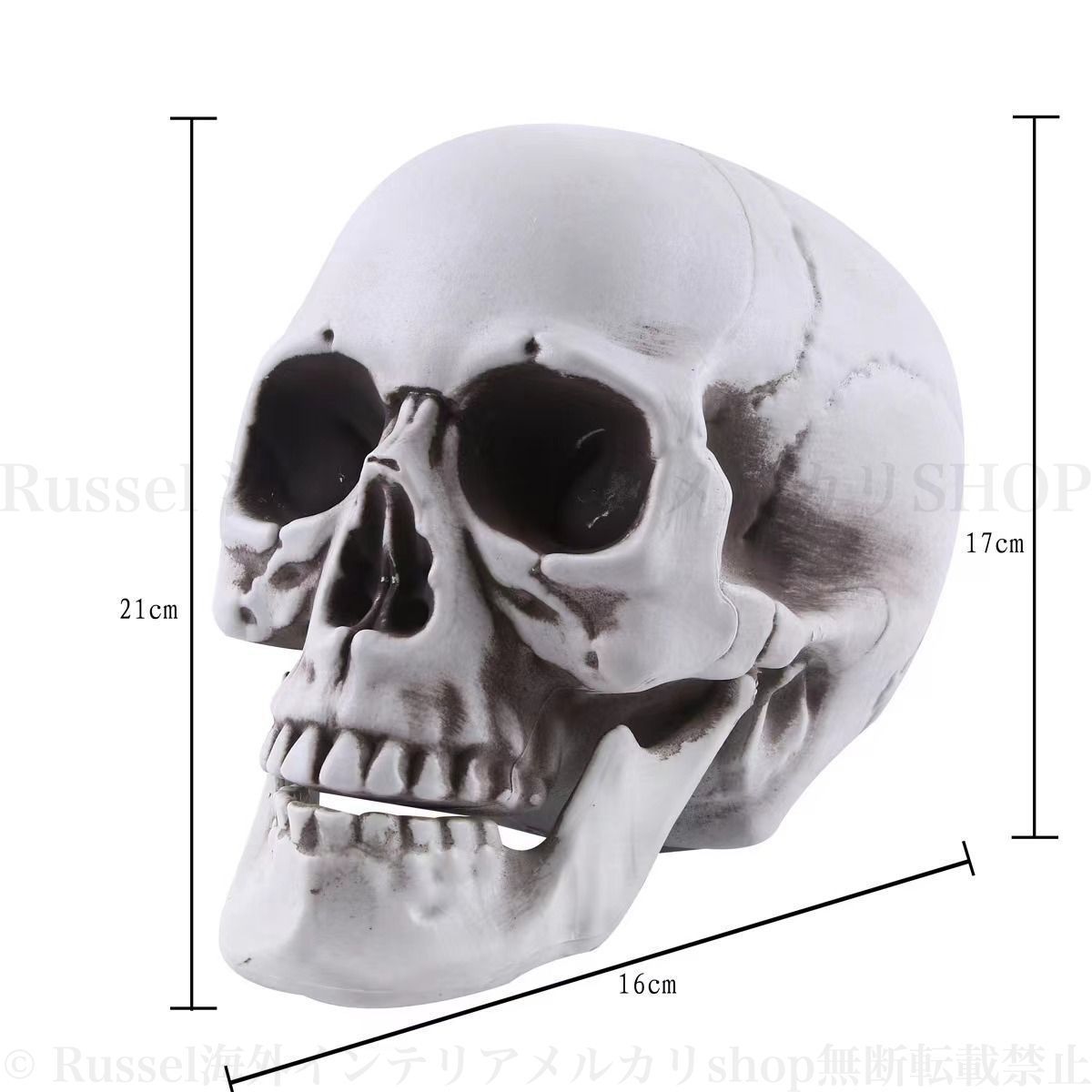 ドクロ 　スカル 　髑髏 　骸骨　頭蓋骨　鏡 Amazon.co.jp: 頭蓋骨 1/1 実物大 模型 スカル ドクロ ガイコツ