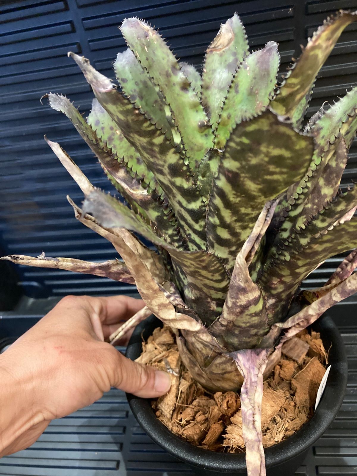 エクメア Aechmea Orlandiana Pickaninny タンクブロメリア - メルカリ