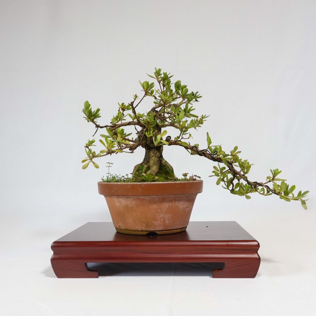 さつき（若恵比須）盆栽 サツキ 皐月 盆栽
