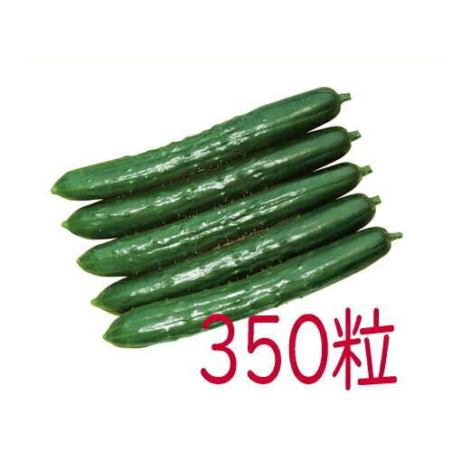 入荷次第出荷 カネコ種苗 風神 胡瓜 ３５０粒