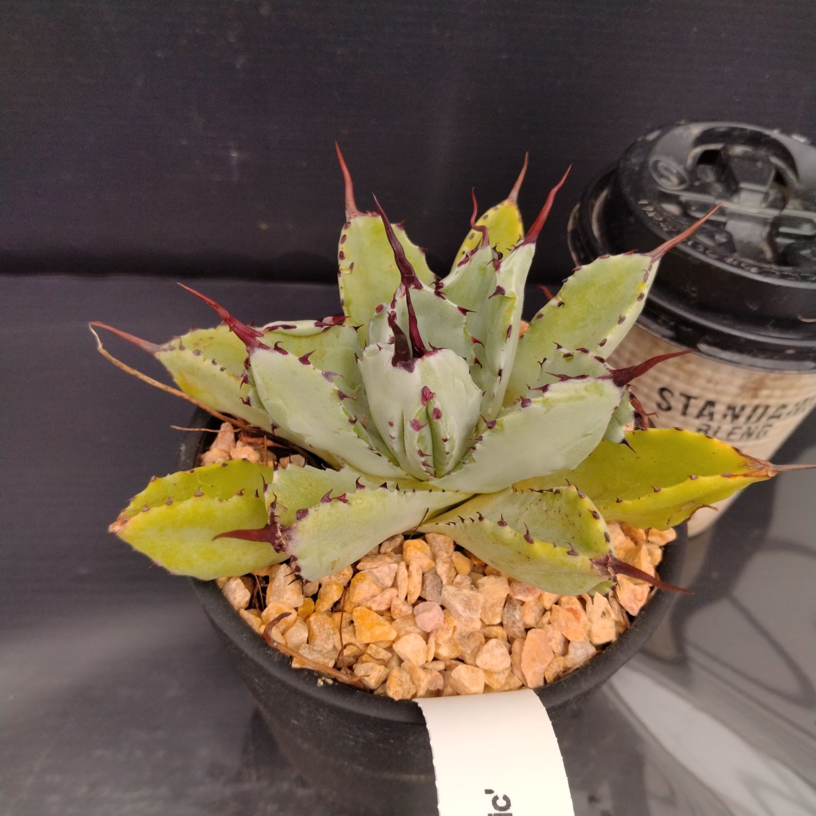 V047【新入荷！】アガベ ポタトラム キュービック（鉢植え