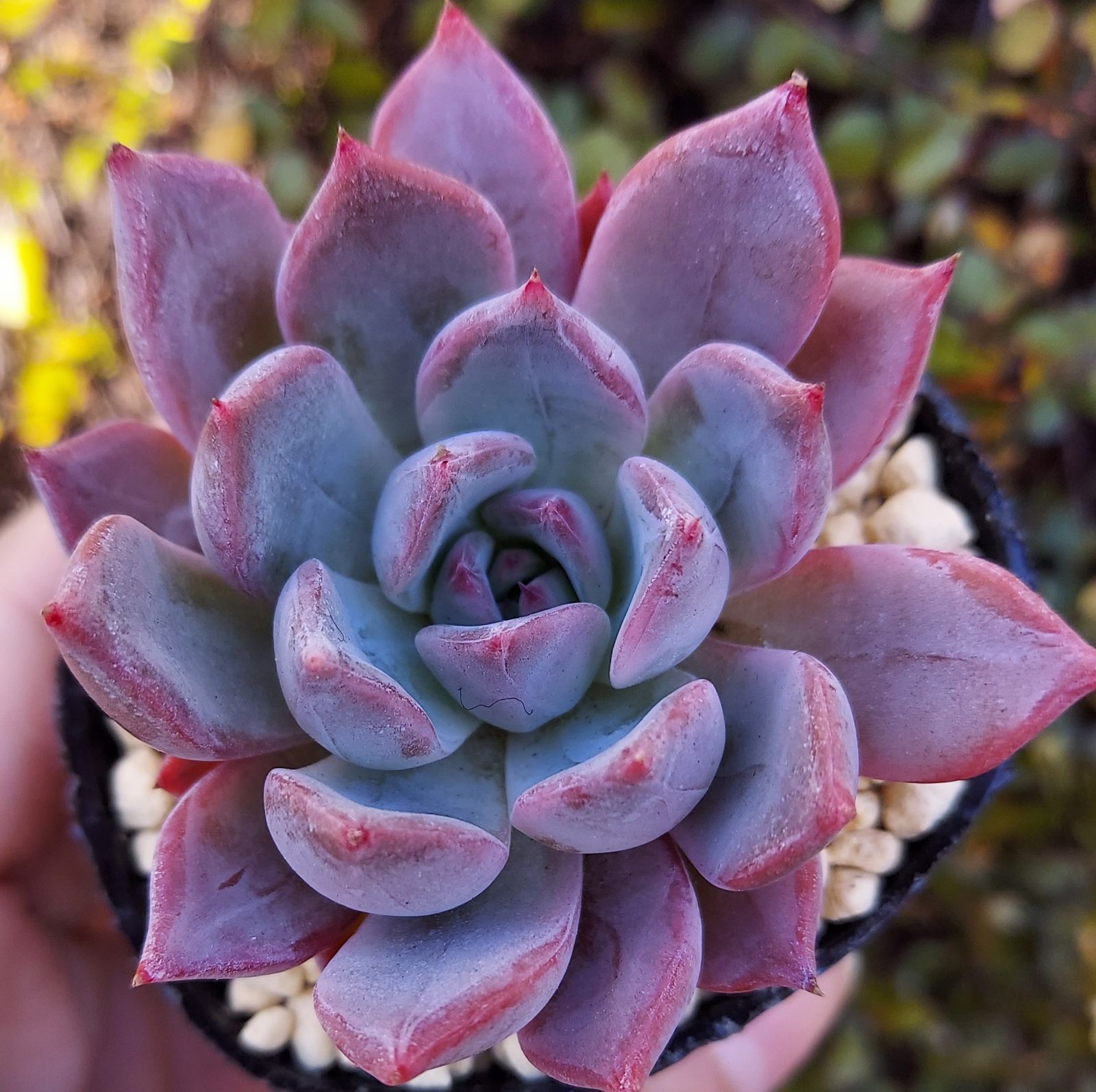 セゴビア 多肉植物 カット苗 エケベリア 韓国苗 - メルカリ セゴビア 多肉植物 カット苗 エケベリア 韓国苗 - メルカリ