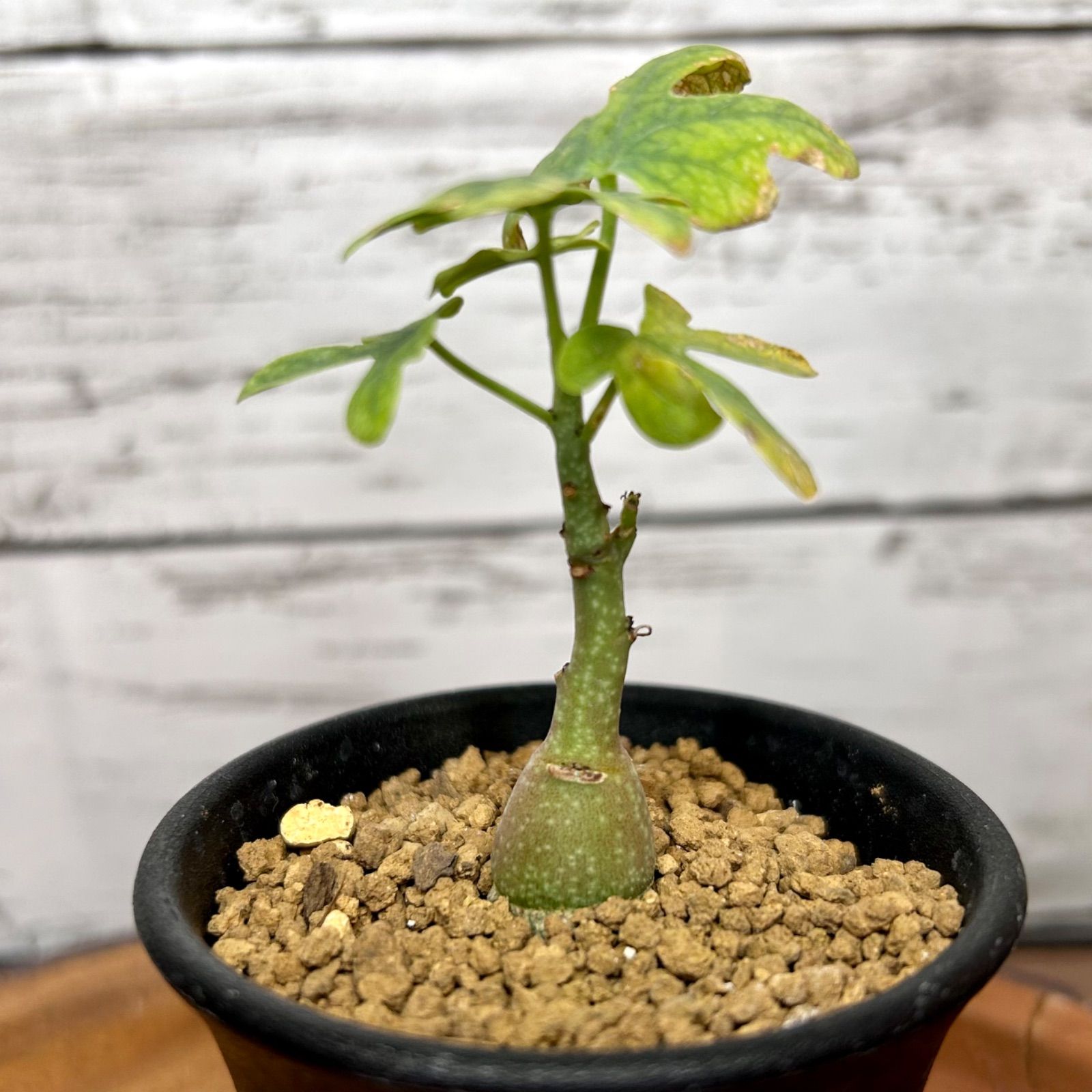 育てるのが楽しみな実生株 アデニア グラウカ 塊根植物 コーデックス