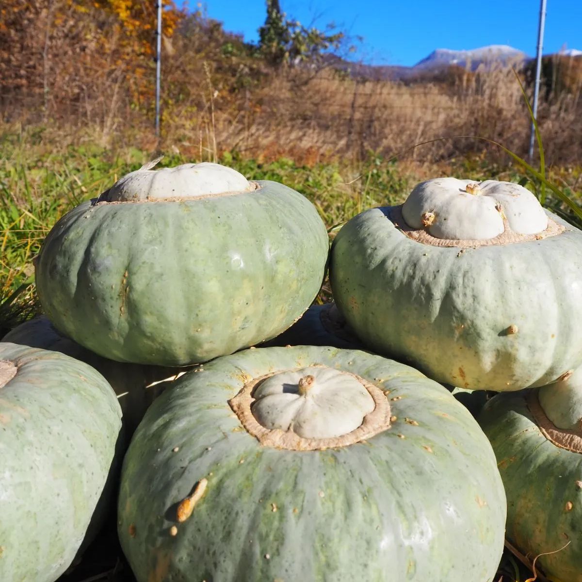 季節限定◇蔵王かぼちゃ・山形伝統野菜・農薬不使用・マサカリかぼちゃ